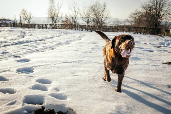 Un cane che sta in piedi nella neve — Foto Stock