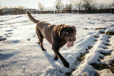 Karda frizbiyle oynayan bir köpek.
