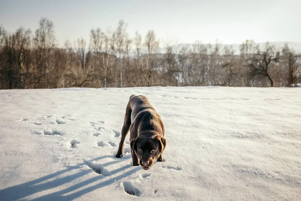 Un cane che cammina nella neve un Labrador — Foto Stock