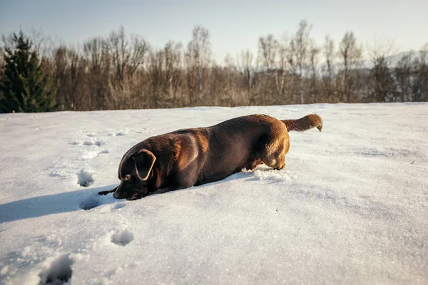 Un grosso cane bruno sdraiato su un campo innevato — Foto Stock