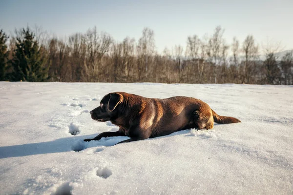 Ένας σκύλος ξαπλωμένος πάνω από ένα χιονισμένο χωράφι. — Φωτογραφία Αρχείου