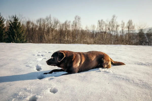 Un cane sdraiato su un campo innevato — Foto Stock