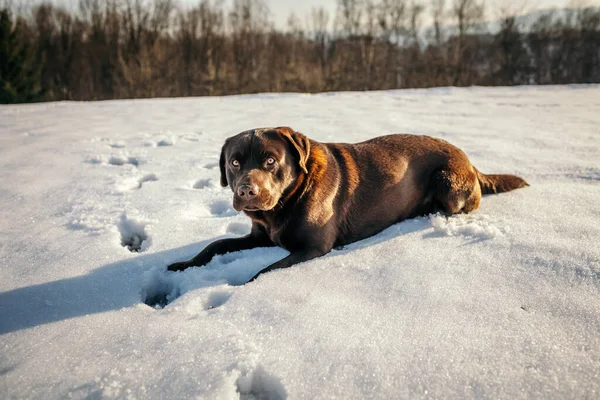 Un grosso cane bruno sdraiato sulla neve — Foto Stock