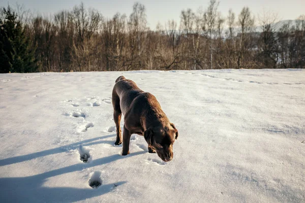 Una mucca è in piedi nella neve un Labrador — Foto Stock