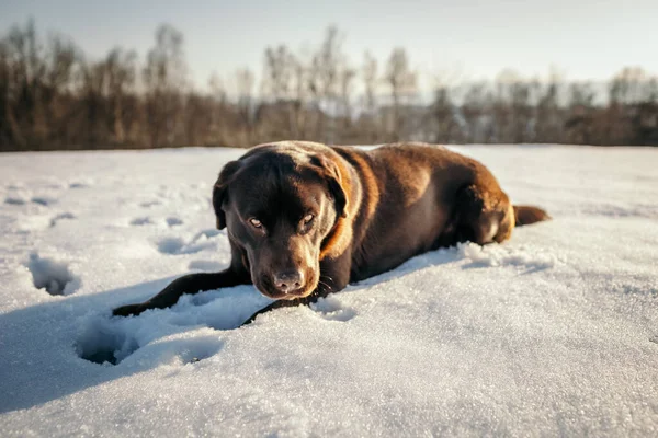 Ένα σκυλί ξαπλωμένο στο χιόνι ένα Λαμπραντόρ — Φωτογραφία Αρχείου