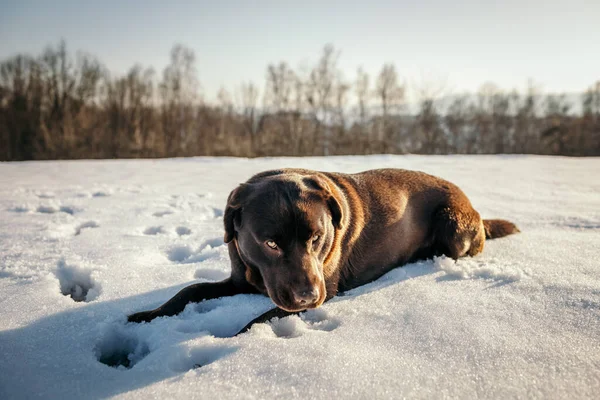 Una mucca bianca e marrone adagiata su un campo innevato — Foto Stock