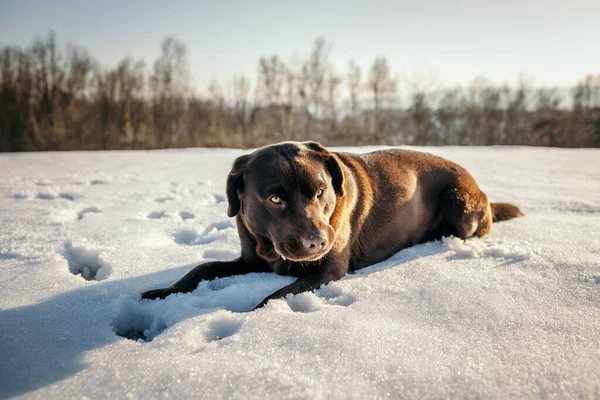 A dog lying on top of a snow covered field — Stock Photo, Image