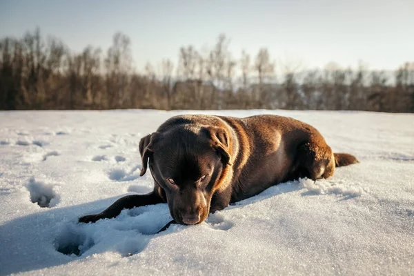 A brown and white cow lying on top of a snow covered field — Stock Photo, Image