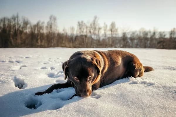 A dog lying on top of a snow covered field — Stock Photo, Image