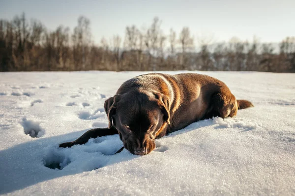 A dog lying on top of a snow covered field a Labrador — Stock Photo, Image