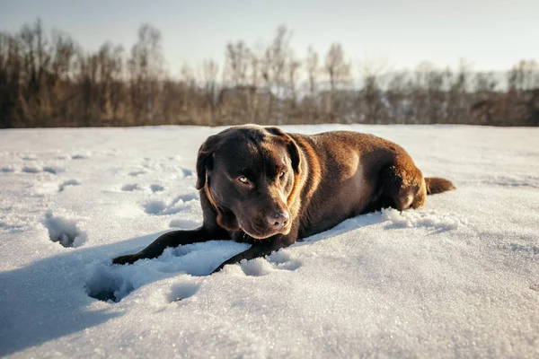 Ένα σκυλί που βρίσκεται στην κορυφή ενός χιονισμένου αγρού ένα Λαμπραντόρ — Φωτογραφία Αρχείου
