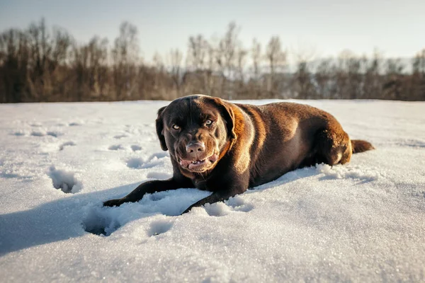 A large brown dog lying on the snow — Stock Photo, Image