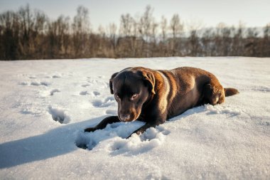Karda yatan büyük kahverengi bir köpek Bir Labrador