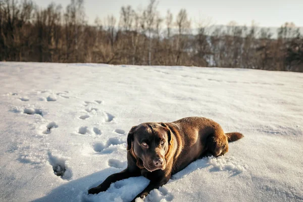 Un cane sdraiato su un campo innevato — Foto Stock