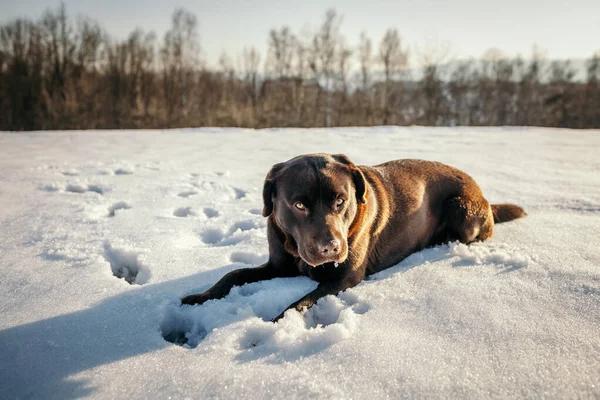 Un grosso cane bruno sdraiato su un campo innevato — Foto Stock