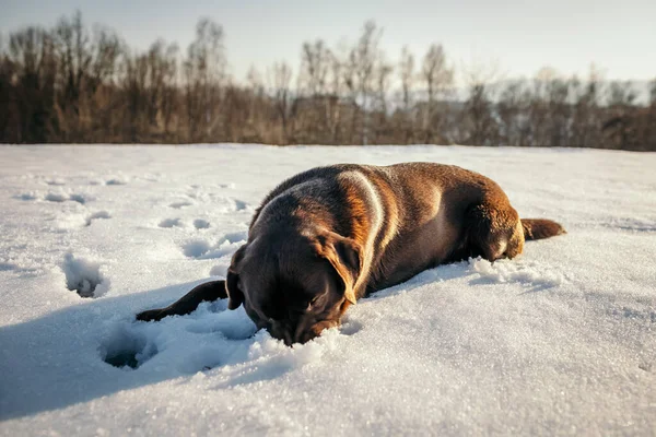 Un cane sdraiato sulla neve un Labrador — Foto Stock