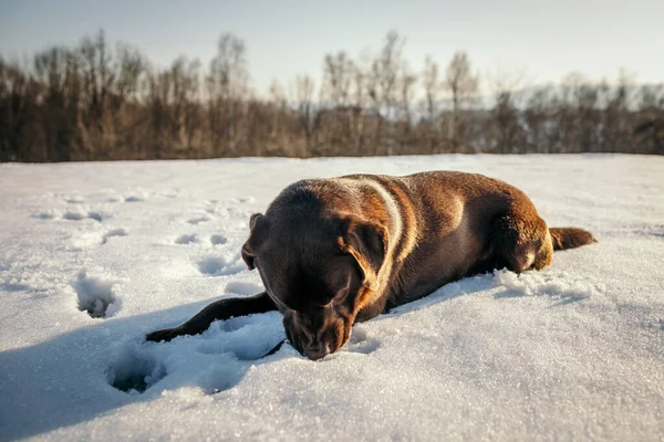 Un cane sdraiato su un campo innevato un Labrador — Foto Stock