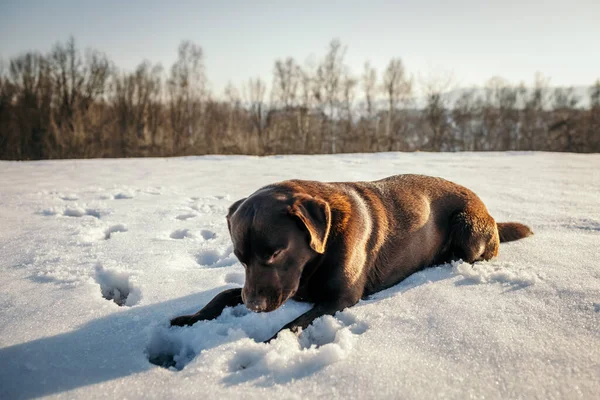 Un cane sdraiato su un campo innevato un Labrador — Foto Stock