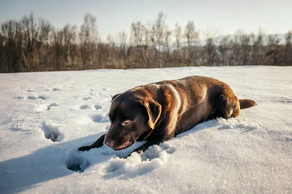 Un grosso cane bruno sdraiato sulla neve un Labrador — Foto Stock