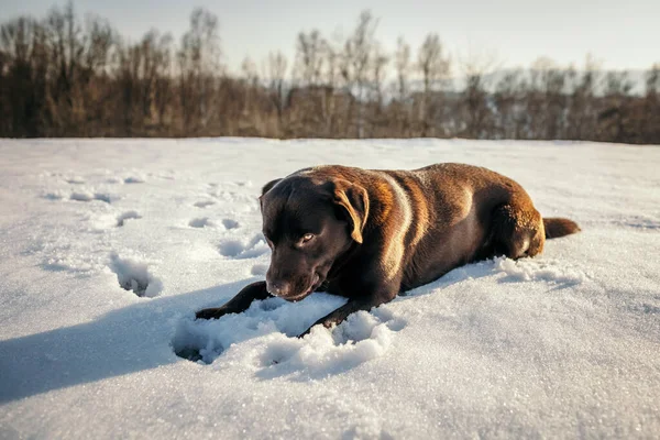 Un grosso cane bruno sdraiato sulla neve un Labrador — Foto Stock