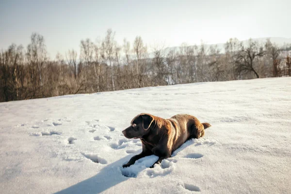 Un cane che è coperto di neve un Labrador — Foto Stock