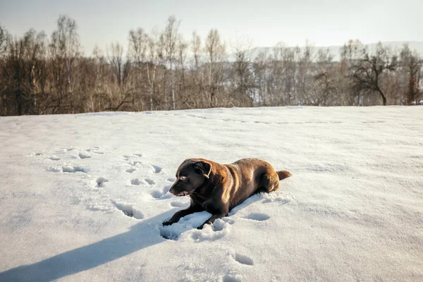 A dog lying on top of a snow covered field a Labrador — Stock Photo, Image