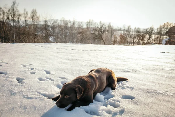 Un cane che è coperto di neve un Labrador — Foto Stock