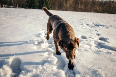 Karda duran bir köpek Bir Labrador