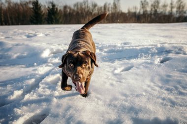 Karla kaplı bir köpek