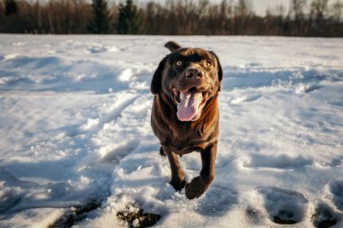 Karla kaplı bir köpek Bir Labrador
