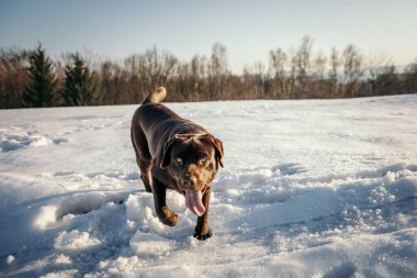 Karla kaplı bir arazide duran bir köpek.