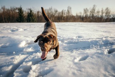 Karla kaplı bir arazide yatan bir köpek.