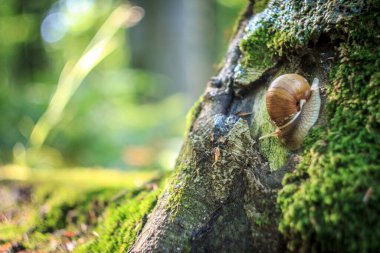 Bir ağacın yakın çekimi.