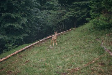 Yemyeşil bir arazinin tepesinde bir tren.