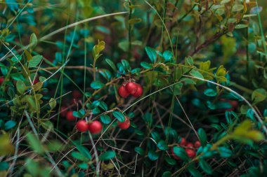 Bir elma ağacının yakın çekimi.