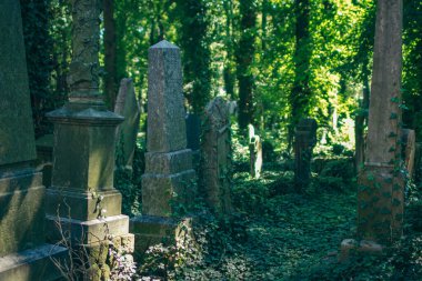 Ormandaki bir grup insan