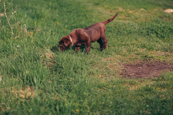 Маленькое коричневое животное в травянистом поле — стоковое фото