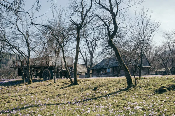 Een grote boom in een veld een moutin — Stockfoto