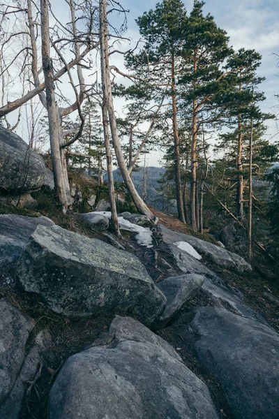 Un primer plano de una roca junto a un árbol —  Fotos de Stock