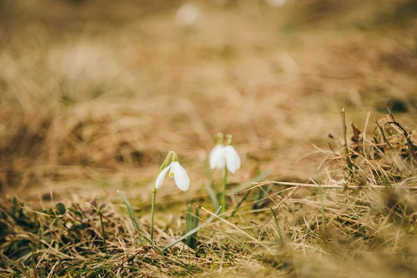 Een vogel zittend op een droog grasveld — Stockfoto