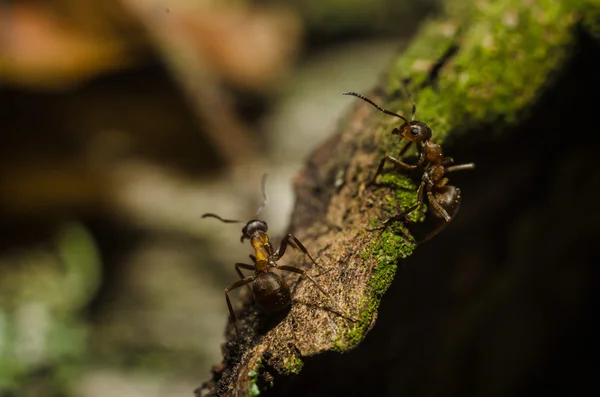 ANT, zvířata, makro, hmyz, členovci, příroda, bezobratlých — Stock fotografie