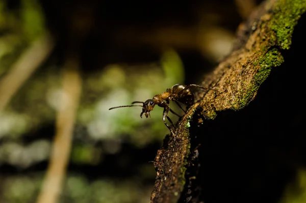 ANT, zvířata, makro, hmyz, členovci, příroda, bezobratlých — Stock fotografie