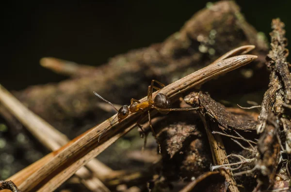 Hormiga, animales, macro, insecto, artrópodo, naturaleza, invertebrados —  Fotos de Stock