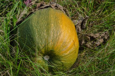 kabak, alan, bitki, bitkisel, sonbahar, Bahçe, hasat, turuncu, yeşil