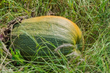 kabak, alan, bitki, bitkisel, sonbahar, Bahçe, hasat, turuncu, yeşil