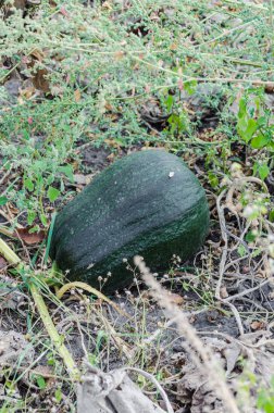 kabak, alan, bitki, bitkisel, sonbahar, Bahçe, hasat, turuncu, yeşil