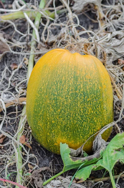 Kürbis, Feld, Ernte, Gemüse, Herbst, Garten, Ernte, Orange, Grün — Stockfoto