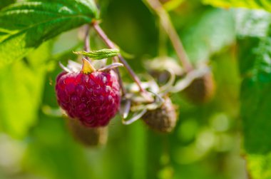 ahududu, berry, tatlı, tarım, yakın çekim, sağlık, Olgun, kırmızı