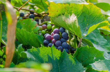 üzüm, asma, berry, tatlı, lezzetli, hasat, tarım, sonbahar