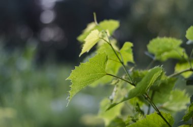Üzüm yaprağı, yeşil, yaprak, Doğa, güneş ışığı, tarım, bitki örtüsü, yaz